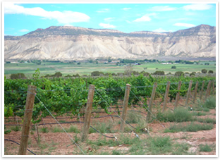 Cortez Colorado Vineyards