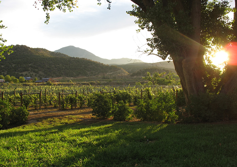 McElmo Canyon Colorado Vineyard