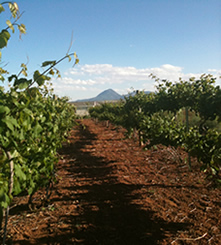 Guy Drew Vineyards Vines